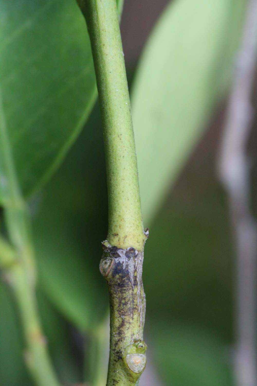            First year twig (Riverside, CA)   